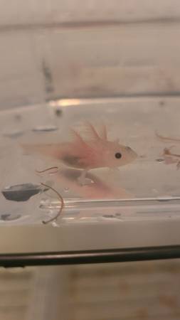 Axolotl 1