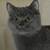 British shorthairs 5 thumbnail