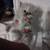 Gorgeous Ragdoll kitten 1 thumbnail