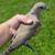 Ringneck Dove 6 thumbnail