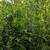 Ficus 6 thumbnail