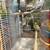 Rehoming parakeets 4 thumbnail