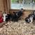 Polish mixed chickens 3 thumbnail