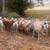 Sheep 3 thumbnail