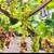 Grape starter 2 thumbnail
