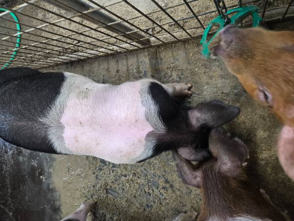Roaster Pigs 1