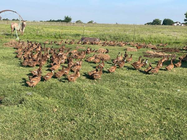 Ducks 1