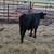 Steer Calf 4 thumbnail