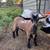 Doeling and wether - mini silky fainter/Nigerian cross 2 thumbnail