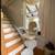 Acorn stairlift Right side- Excellent Perfect-Like-Clean! 2 thumbnail