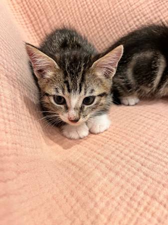 Tabby kittens @ Camas WA63916214347266122