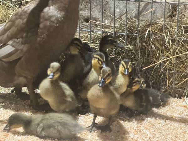 Ducklings 1