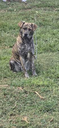 Large Puppy 1