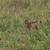 Dwarf LaMancha Bucklings 5 thumbnail