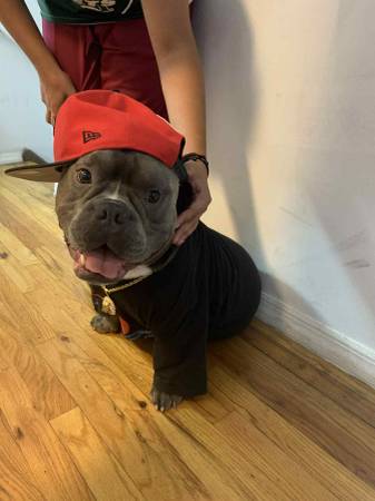 Mi nombre es blue (Jamaica, NY)63875423787649120