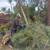 Land clearing  🌿🍀🍃 1 thumbnail