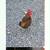 Serama Bantams Japanese OEGF Chowchilla 4 thumbnail