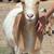 Pet Nigerian Dwarf Wether Goat – 3 Years Old 1 thumbnail