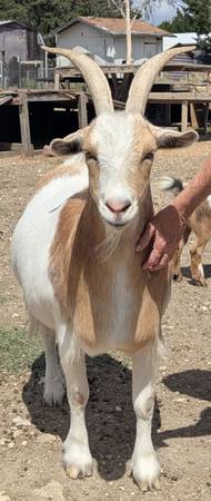 Pet Nigerian Dwarf Wether Goat – 3 Years Old 1