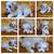 Puppies, Cavalier king charles spaniel mix (Cavamorkie) 10 thumbnail
