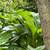 Comfrey plants bocking 14 Russian 9 thumbnail