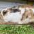Rex Bunny Rabbit indoor or outdoor 3 thumbnail