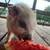 Mini pig and ducks for rehoming 1 thumbnail