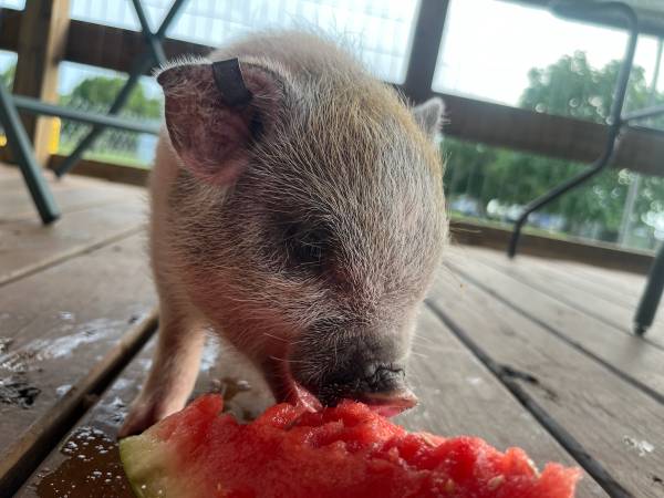 Mini pig and ducks for rehoming 1