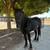 Draft  horse for sale 3 thumbnail
