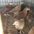 6 week old chicks 1 thumbnail