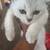 Scottish fold 1 thumbnail
