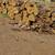 FIREWOOD SPLIT OAK Full CORDS 3 thumbnail