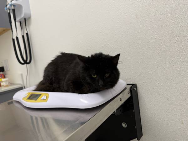 Kitten in need of loving family 1
