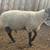 Suffolk buck 5 thumbnail