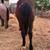 Yearling Percheron Stud 5 thumbnail