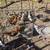 Ducks 1 thumbnail