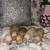 Mini Goldendoodle 3 thumbnail