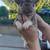 French bulldog 2 thumbnail