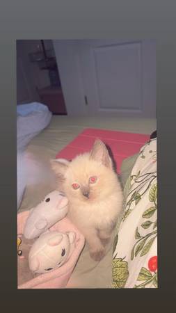 Gatito desparasitado y adiestrado para usar la arena (Bronx)