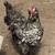 Flock of ten hens 2 thumbnail