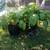 Free plants 11 thumbnail