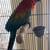 Macaw 2 thumbnail