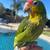 Birds  Parrots 2 thumbnail