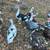 Muscovy ducks 3 thumbnail