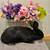 Rehoming Rabbits 6 thumbnail
