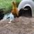Roosters 2 thumbnail