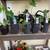 INDOOR plants - assorted 10 thumbnail