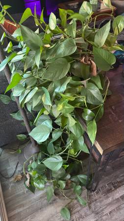 Large Pothos/Philodendron 1