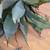 Agave 5 thumbnail
