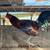 Gallos / roosters gamefowl pollos stags 5 thumbnail